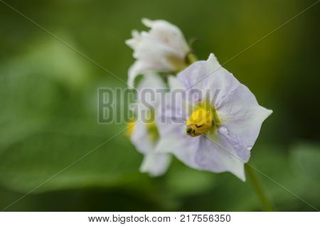 Potato flowers in the garden. Solanum tuberosum. Close-up, macro, selective focus background