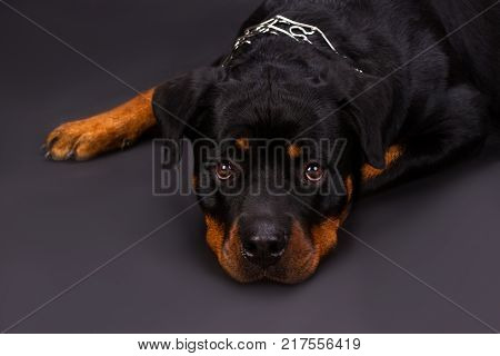 Portrait of beautiful young rottweiler dog. Cute rottweiler with beautiful eyes lying on dark background, close up studio shot. Purebred adorable rottweiler.