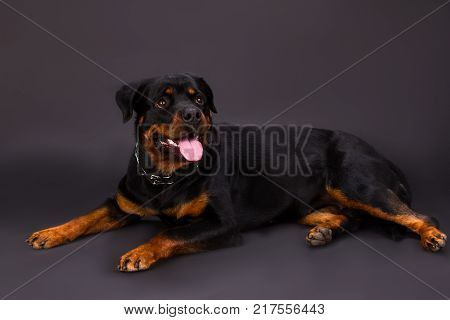 Lovely young rottweiler dog, studio shot. Young strong rottweiler dog lying on dark background, studio shot.