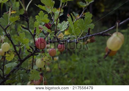 gooseberries or agrus, Branch with berries purple Agrus, Group of sweet ripe berries gooseberries, agrus in the garden.