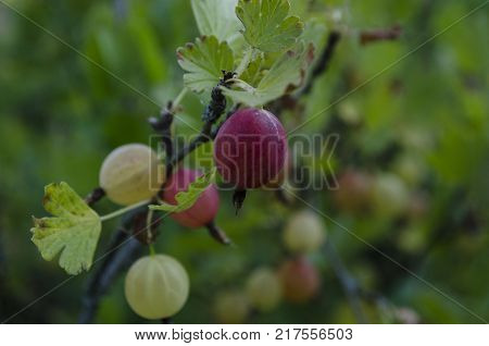gooseberries or agrus, Branch with berries purple Agrus, Group of sweet ripe berries gooseberries, agrus in the garden.