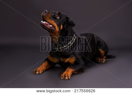 Young rottweiler looking upwards. Studio portrait of young beautiful rottweiler dog lying on dark background and looking aside. Cute domestic guard.