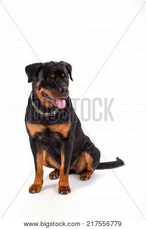 Young rottweiler sitting over white. Studio shot of lovely purebred rottweiler isolated on white background. Black and brown strong dog.