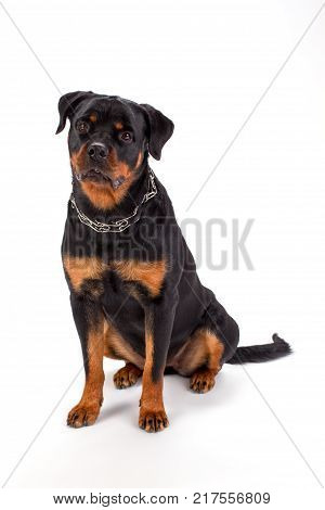 Lovely pedigree rottweiler, studio shot. Young beautiful purebred rottweiler sitting over white background, studio portrait.