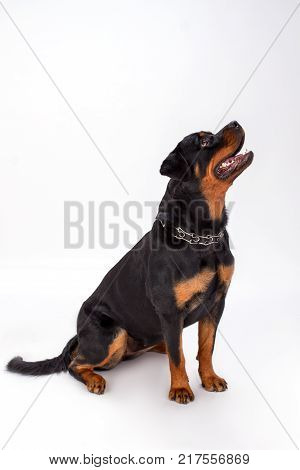 Beautiful dog on white background. Young adorable rottweiler dog sitting isolated on white background. Domesticated confident puppy.