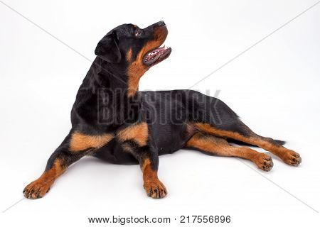 Rottweiler looking aside, studio shot. Beautiful photo of young black rottweiler dog lying isolated on white background. Cute domestic canine.