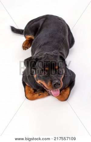 Cute rottweiler puppy, studio shot. Lovely young rottweiler lying isolated on white background, studio shot. Pedigree domestic dog.