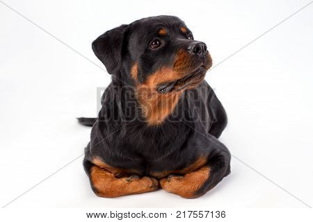 Close up studio portrait of rottweiler dog. Beautiful young rottweiler dog lying isolated on white background, studio shot. Lovely and serious protection.