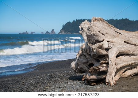 Photo of the Wood at the olympic Park and the sea