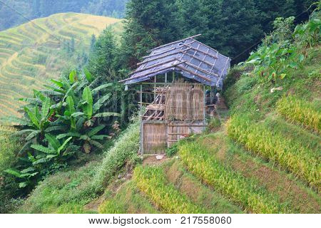 The Longsheng Rice Terraces(Dragon's Backbone) also known as Longji Rice Terraces are located in Longsheng County, about 100 kilometres (62 mi) from Guilin, Guangxi, China