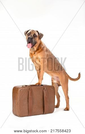 Italian cane corso on travel suitcase. Beautiful big italian mastiff boxer standing on travel valise isolated on white background, studio shot. Ready for trip concept.