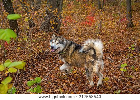 a domesticated Wolf walks through the forest, beautiful beast runs in nature. Primorskiy Kray