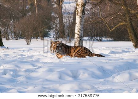 Young siberian tiger having rest on snow in birch forest in russian taiga - Panthera tigris altaica