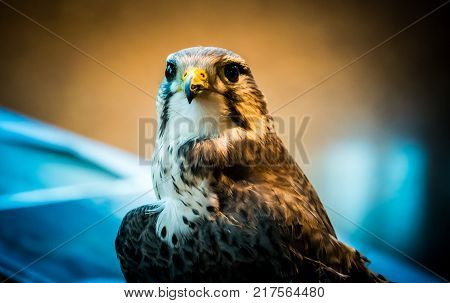 A prairie hawk with an injured left wing and an injured beak.