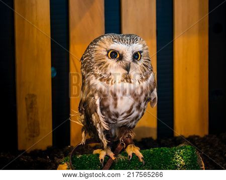An injured Northern Saw-Whet Owl at a local bird sanctuary.