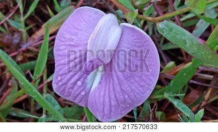 Desmanthus virgatus is a species of flowering plant in the legume family that is known by many common names including wild tantan prostrate bundleflower dwarf koa desmanto acacia courant acacia savane pompon blank adormidera brusca prieta frijolillo groun