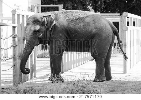 African elephant in the zoo wild animal