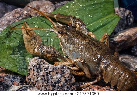 Cancer of the freshwater on land from rubble