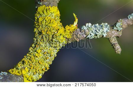 diseases of the fruit tree crust, apple-tree black cancer close up