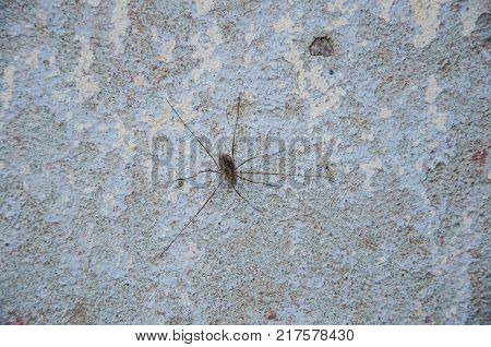 donnelay spider crawling on an old dilapidated wall with peeled paint