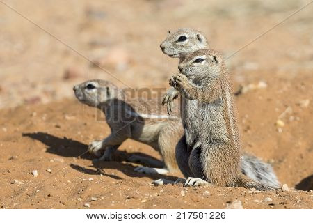 Family of Ground Squirrels carefully come out of their burrow in the Kalahari