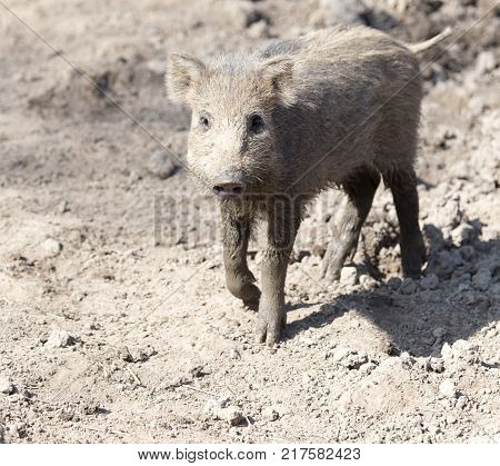 wild boar in the mud in the zoo .