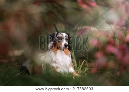 adorable australian shepherd dog posing in the park