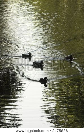 Patos