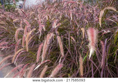 Clump of pink grass in the garden