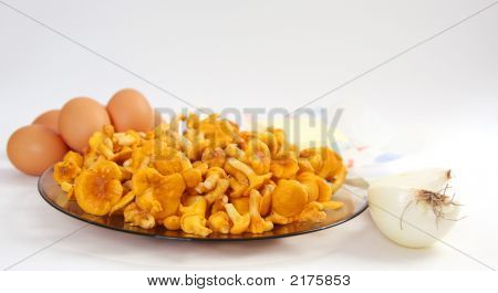 Cantharellus cibarius