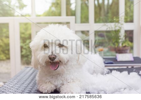 Cute white Bolognese dog is lying on the table after grooming. The dog is smiling at the camera.