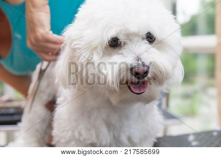 Cute white Bolognese dog is groomed by scissors. Horizontally.