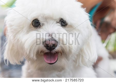 Close up view of the head of the white Bolognese dog groomed. Vertically.