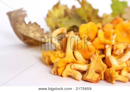 Cantharellus cibarius 