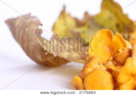 Cantharellus cibarius