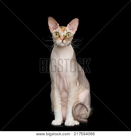 Curious Sphynx Cat Sitting with Yellow eyes Isolated on Black Background Front view