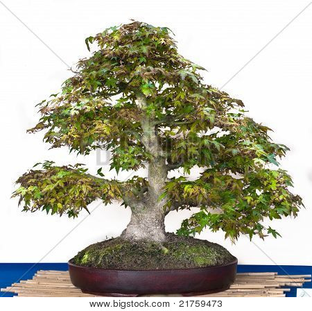 Acer Palmatum come albero dei Bonsai