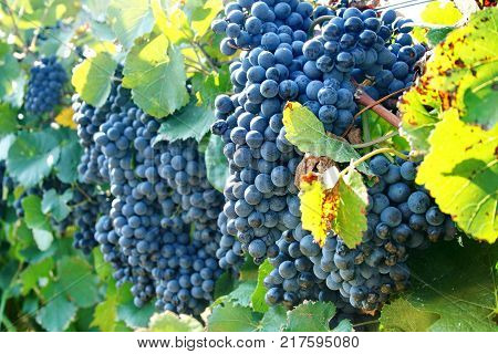 Large brush of dark grapes on the vine. Autumn harvest of grapes. Grapes (lat. Vítis) called the berry of life. Vineyards of Abrau-Durso