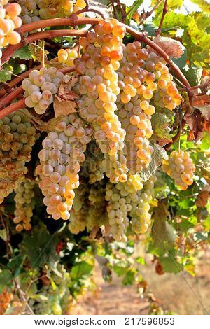 Large brush of yellow grapes on the vine. Autumn harvest of grapes. Grapes (lat. Vítis) called the berry of life. Vineyards of Abrau-Durso