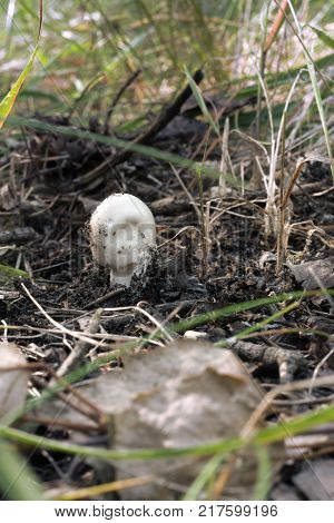 Destroying Angel newborn the birth of deadly danger white agaric