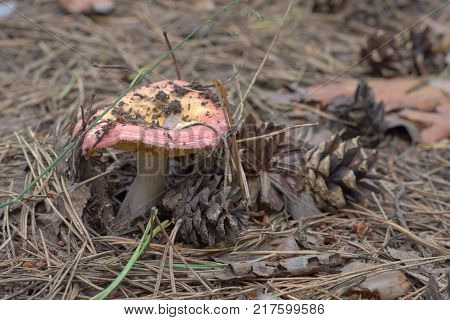 aged mushroom next to pine cone. Pink cap with yellow towards the middle