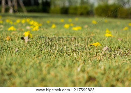 The yellow flower fall on the grass.