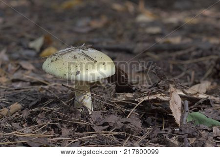 old Deathcap mushroom in dry forest growing among fallen leaves