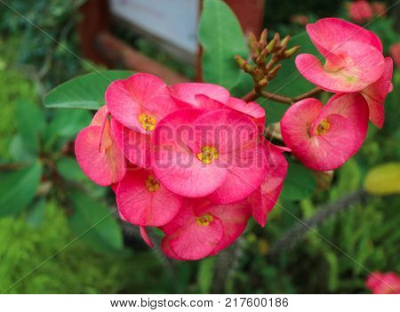 Crown Of Thorns Plant Foretells The Luck Of The Plant Keeper.