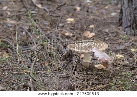 lonely mature panthercap mushroom with ring on stalk and flat brown cap that has many white dots and a piece of pine bark on it. Base of stem of fruibody hidden underground