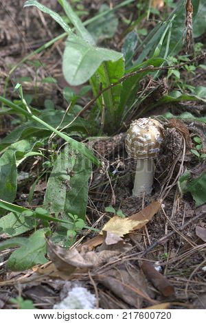 cute panther cap small lovely brown spotted mushroom among the dense forest greenery