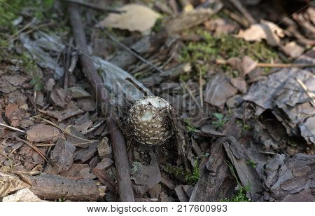 young false blusher mushroom ball shaped slightly damaged cap in the shadows at the roots