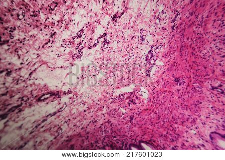 Abstract science background- pyloric division of the stomach of the dog. Cell biology