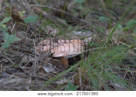 forest mushroom. young pale milkcap with straightened wavy edge of cap. wild nature