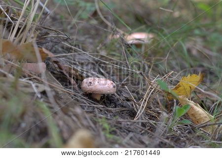 tiny forest mushroom delicious on a slope. Saffron milk cap